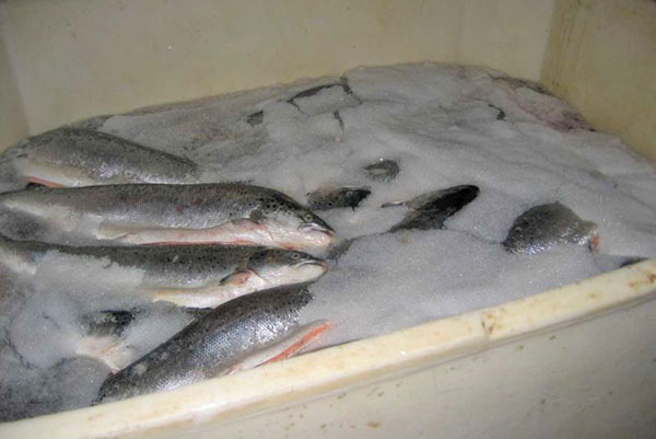 流態(tài)冰機應(yīng)用